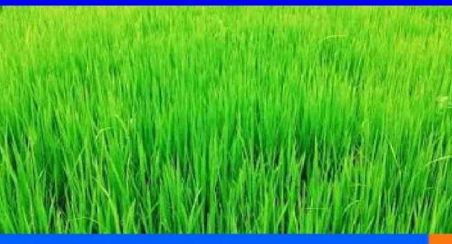 பருவமழைக்கு முன் நெற்செய்கையை முன்னெடுக்க திட்டம்